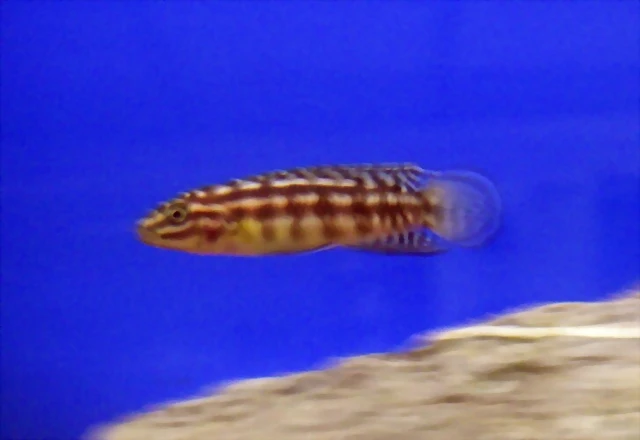 Julidochromis marlieri 2 (22-7-13 DendroAcua) Julidochromis marlieri 2 (22-7-13 DendroAcua)