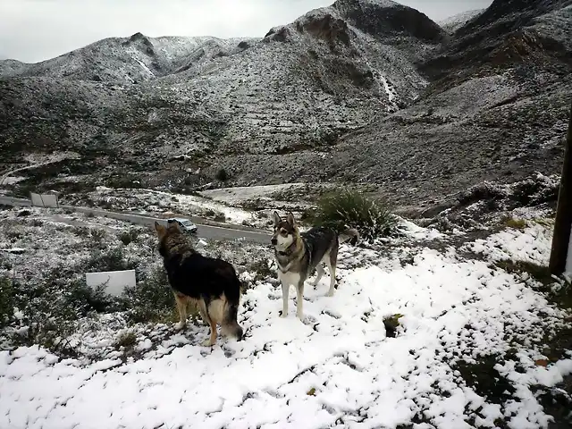 NEVADA CEDACERO 2009