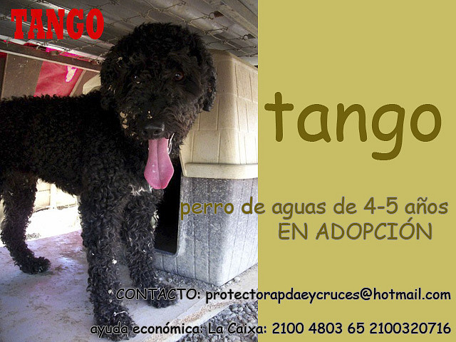 TANGO Sevilla