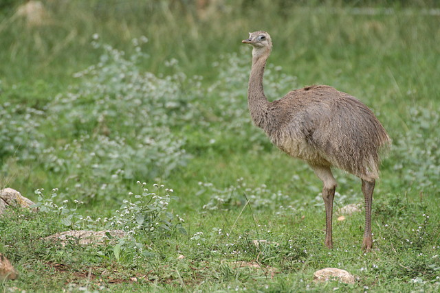 Zoo Lunaret + Sigean 18 i 19-09-10 042 Zoo Lunaret + Sigean 18 i 19-09-10 042
