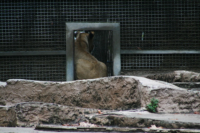Zoo Barcelona 21-09-10 040 Zoo Barcelona 21-09-10 040