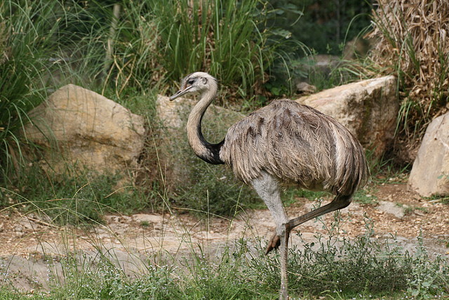Zoo Lunaret + Sigean 18 i 19-09-10 055 Zoo Lunaret + Sigean 18 i 19-09-10 055