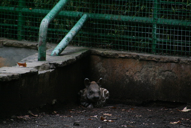 Zoo Barcelona 21-09-10 111 Zoo Barcelona 21-09-10 111