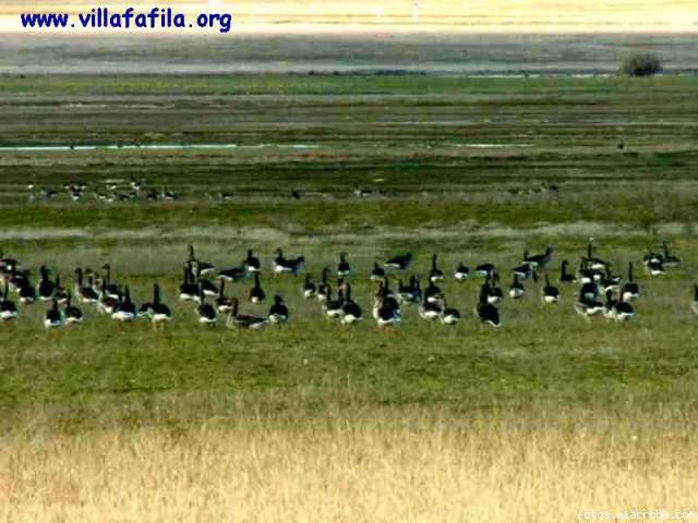 Ansares en la Reserva de Villafáfila