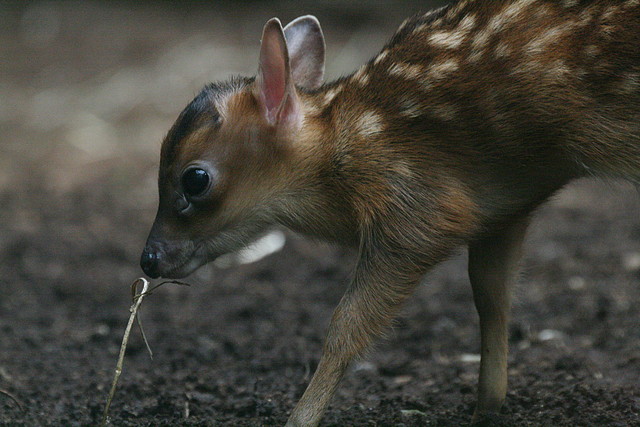 Zoo de Barcelona 30-06-2010 178