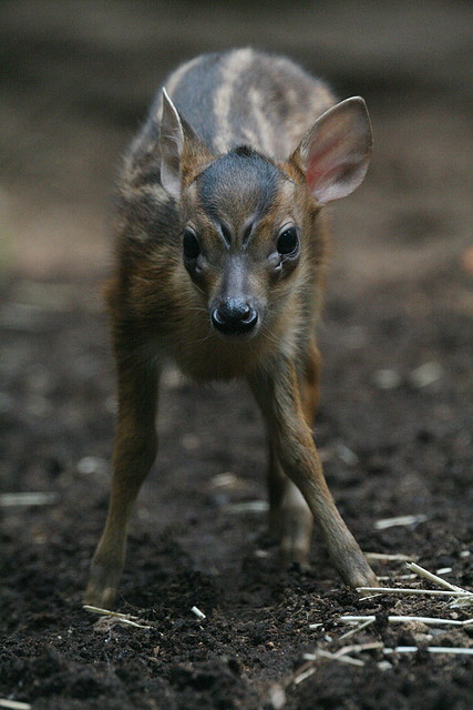 Zoo de Barcelona 30-06-2010 193