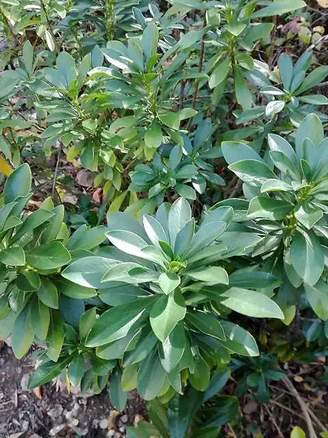 Daphne laureola 2