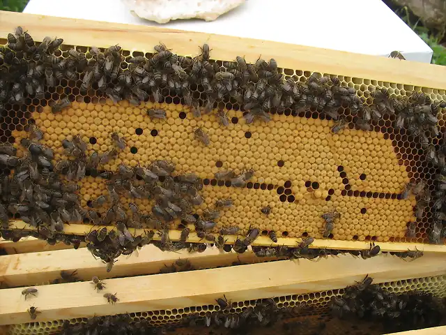 Abril 2013 abejas (95)