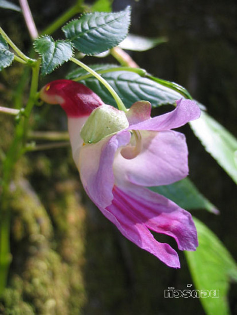 image003
