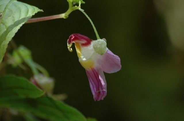 image001