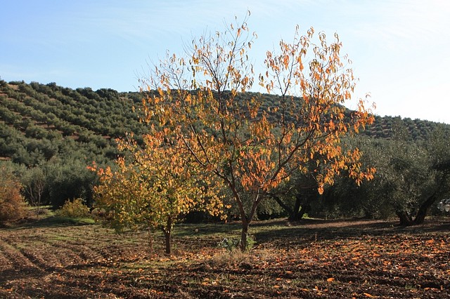 003, peral en las caadas