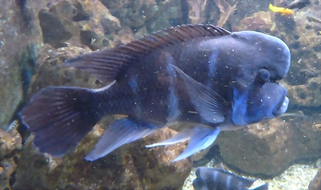 Cyphotilapia frontosa 3 (4-8-17 Zoo Duisburg) Cyphotilapia frontosa 3 (4-8-17 Zoo Duisburg)