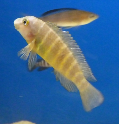 Eretmodus cyanostictus Eretmodus cyanostictus
