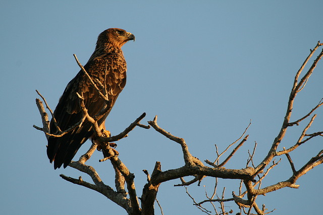 Kruger National Park 28-31 mayo 2009 1286 Kruger National Park 28-31 mayo 2009 1286