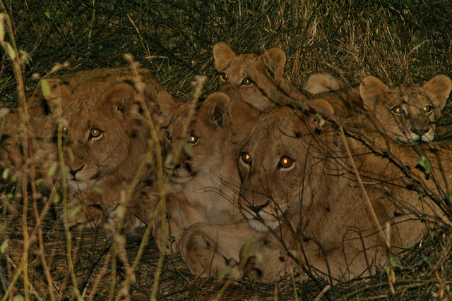 Kruger National Park 28-31 mayo 2009 1310 Kruger National Park 28-31 mayo 2009 1310