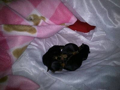 hijos de Simba   16 - 12 -2012