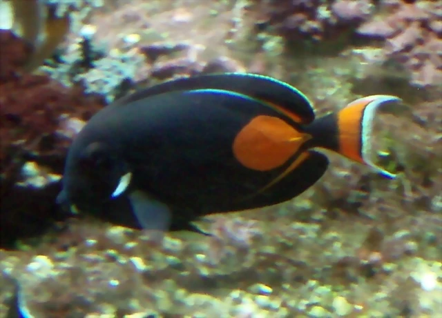 Acanthurus achilles Acanthurus achilles
