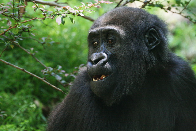Zoo de Barcelona 801