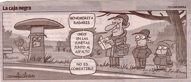 Meleterica Meleterica