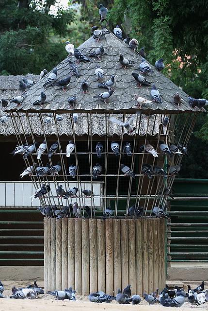 Zoo de Barcelona 07-09-2010 007 Zoo de Barcelona 07-09-2010 007