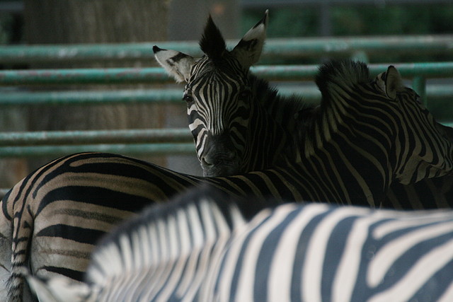 Zoo de Barcelona 07-09-2010 022 Zoo de Barcelona 07-09-2010 022