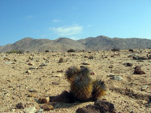 Copiapoa taltalensis ssp.taltalensis