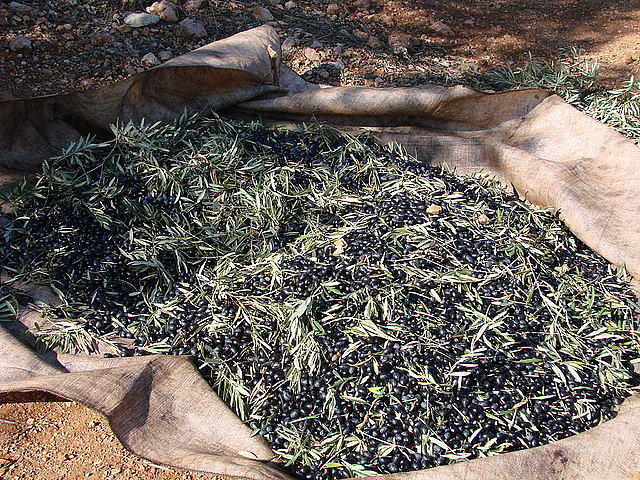 Aceitunas desnudas al sol