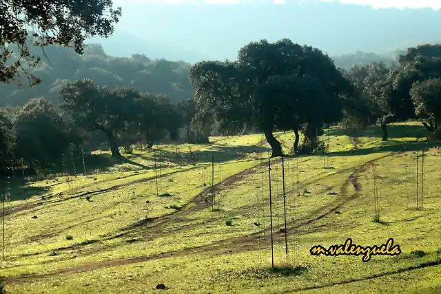 06, cruce de veredas, marca