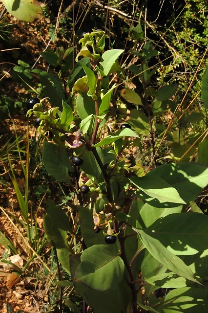 Atropa baetica