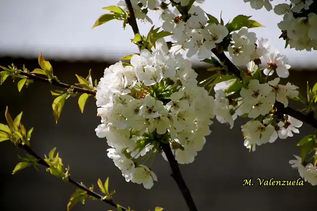 24, flores del cerezo5 marca2