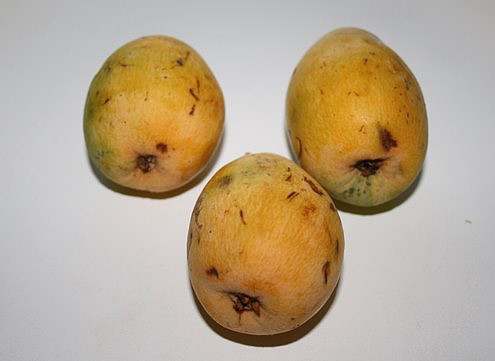 Nisperos Nisperos