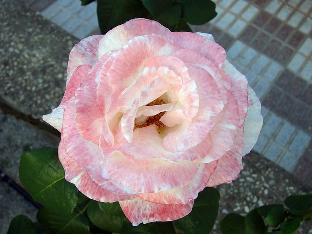 rosa en jardin calle la cruz
