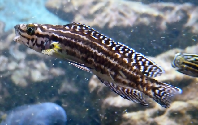 Julidochromis regani (4-8-17 Zoo Duisburg) Julidochromis regani (4-8-17 Zoo Duisburg)