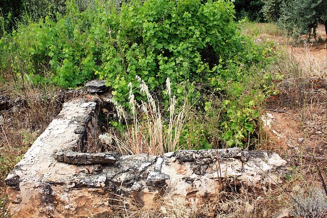 alberca y parras