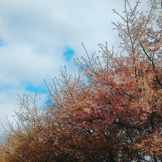 Cherry Blossom Trees