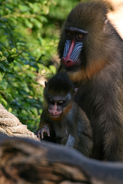 Zoo de Barcelona 23-01-11 006 Zoo de Barcelona 23-01-11 006