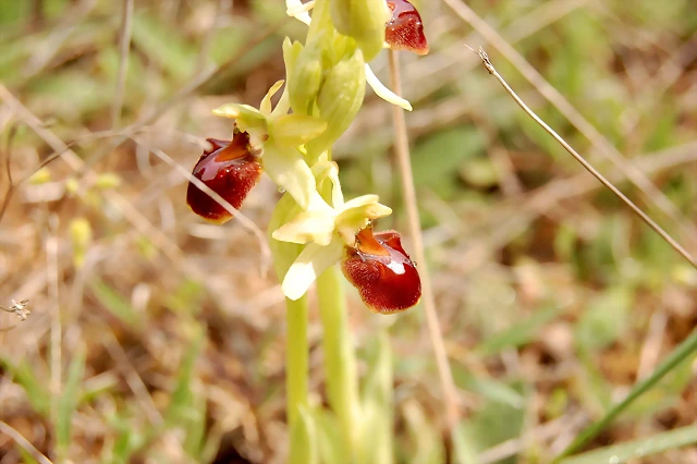 Otra forma de O. sphegodes