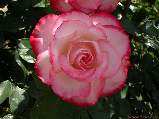 Romantic rose Romantic rose