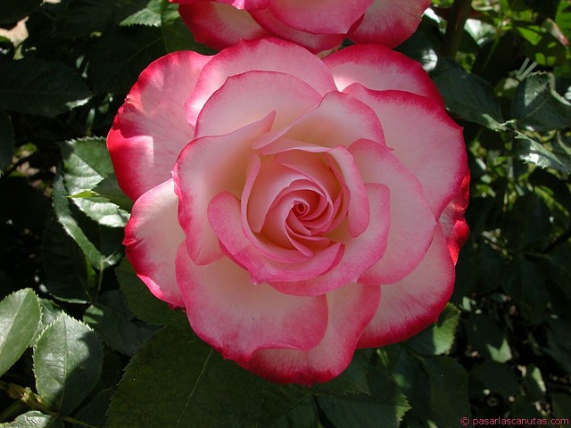 Romantic rose