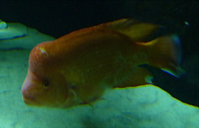 Amphilophus labiatus Amphilophus labiatus