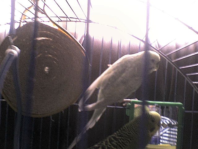 lindos lindos