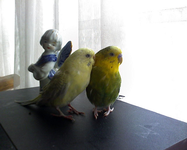 lindos lindos
