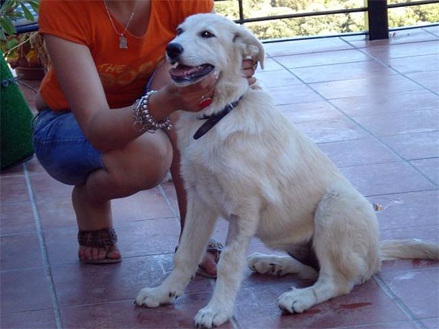 Tina, cachorra de mastin puro,recogida de la calle