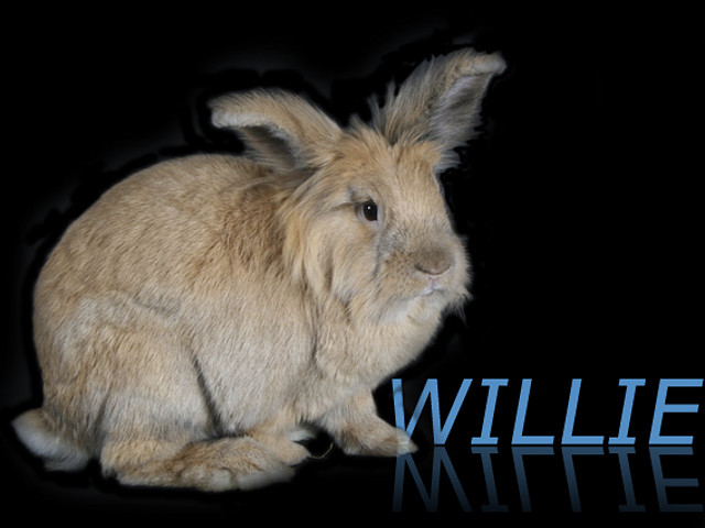willie2