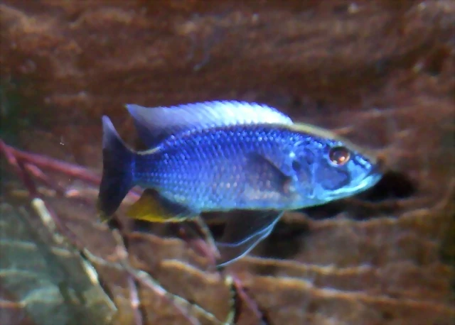 Sciaenochromis fryeri (8-6-12 Acuario Fluvial de Zaragoza) Sciaenochromis fryeri (8-6-12 Acuario Fluvial de Zaragoza)