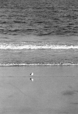 Juan Salvador Gaviota Richard Bach. Juan Salvador Gaviota Richard Bach.