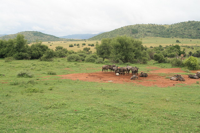Pilanesberg National Park 1-02-09 057 Pilanesberg National Park 1-02-09 057
