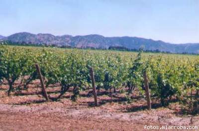 El Valle de Colchagua y el Secano Costero se llena de viedos.