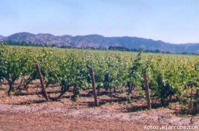 El Valle de Colchagua y del Secano Costero se cubre de viñedos. El Valle de Colchagua y del Secano Costero se cubre de viñedos.