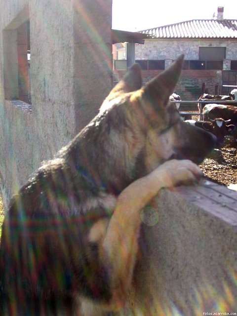 lobo 6meses y medio